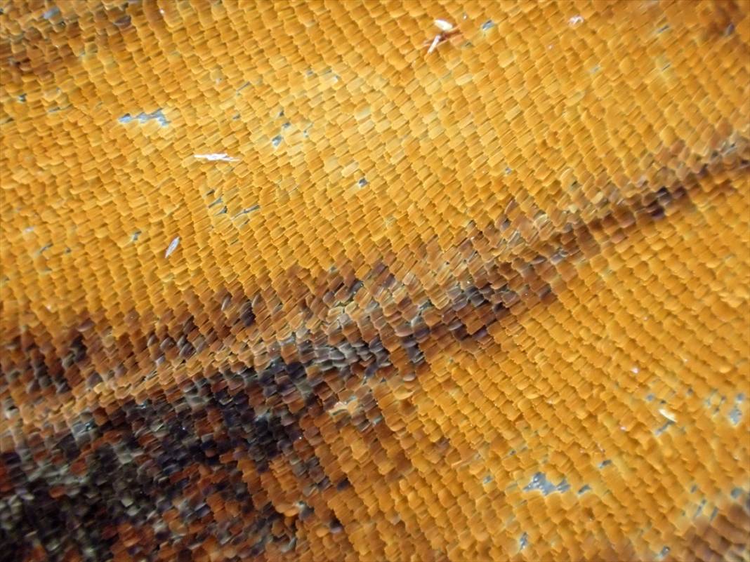 Konya’nın ünlü bahçesindeki detaylar tüyler ürpertti: İyi ki küçükler 25